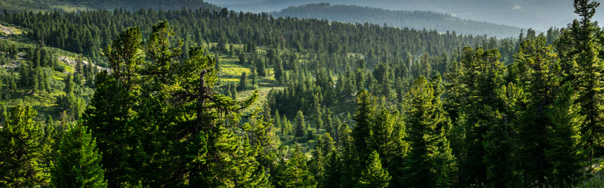 Qué hace el Servicio Forestal y de Medio Ambiente