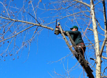 Poda y mantenimiento arbóreo: fundamentos técnicos para conservar árboles sanos y seguros