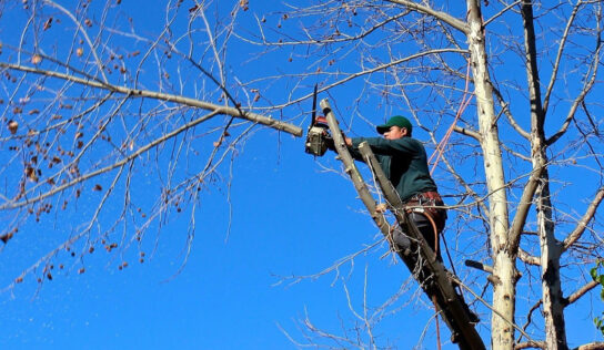 Poda y mantenimiento arbóreo: fundamentos técnicos para conservar árboles sanos y seguros