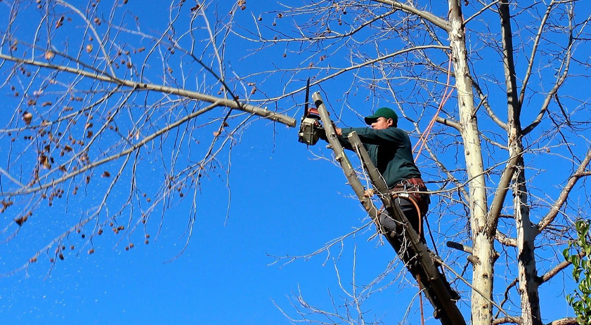 Poda y mantenimiento arbóreo: fundamentos técnicos para conservar árboles sanos y seguros