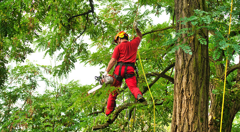 Técnicas modernas para el mantenimiento correcto del arbolado Técnicas modernas para el mantenimiento correcto del arbolado